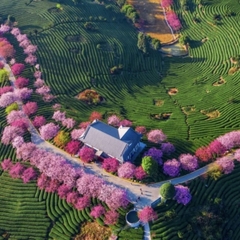 🔥 BÙNG NỔ LỘC XUÂN: 25 VISA TRUNG QUỐC ĐÃ "CẬP BẾN" RỰC RỠ! 🔥