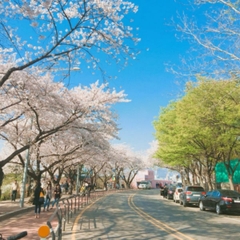 🌸DẠO BƯỚC KHAI XUÂN: CHÚC MỪNG 3 TẤM VISA HÀN QUỐC ĐÃ CHÍNH THỨC "CẬP BẾN"!