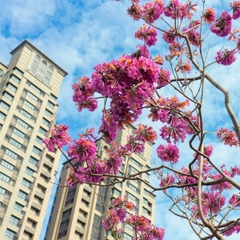 🏮 LỄ HỘI ĐÀI LOAN VẪY GỌI: CHÚC MỪNG 2 VISA CHÍNH THỨC "CẬP BẾN"! 🏮