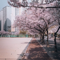 🌸 CHÚC MỪNG 4 CHỦ NHÂN VISA HÀN QUỐC – SẴN SÀNG TRẢI NGHIỆM SỚM MÙA XUÂN TẠI XỨ SỞ KIM CHI!