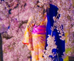 🌸 ĐỪNG LỠ HẸN VỚI MÙA HOA: CHÚC MỪNG 5 VISA NHẬT BẢN CHÍNH THỨC APPROVE!