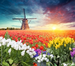 Tư vấn visa Hà Lan