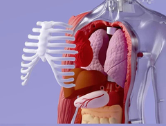 Mô hình Giải phẫu cơ thể người – Hãng Topbright