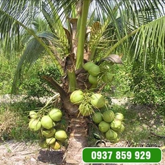 Cây dừa