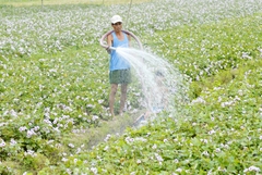 Kỹ thuật sản xuất nông nghiệp hiệu quả