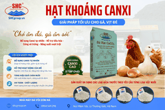 LỰA CHỌN ĐÚNG NGUỒN NGUYÊN LIỆU HẠT KHOÁNG CANXI - GIẢI PHÁP TỐI ƯU CHO GÀ, VỊT ĐẺ NĂNG SUẤT CAO