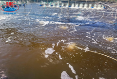 Ảnh hưởng của tảo trong ao nuôi tôm