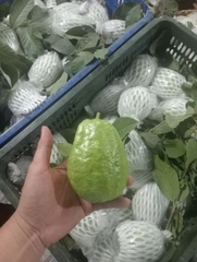 Guava