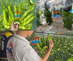 Cavendish Banana