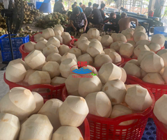 Fresh Young Coconut