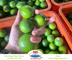 Seedless Lime