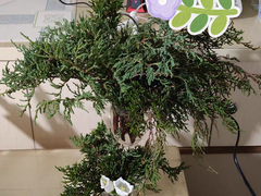 Cành Bách Tươi – Hương Cúng Sang, Hỏa Cúng