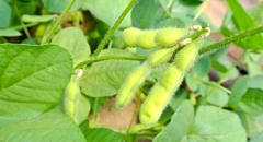 Đậu Edamame ăn liền 500g