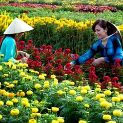 TOUR MIỀN TÂY 77: SGN - LÀNG HOA SA ĐÉC - CHÙA LÁ SEN -  CẦN THƠ - ĂN TỐI DU THUYỀN 5 SAO - CHỢ NỔI CÁI RĂNG - VƯỜN TRÁI CÂY 2N1Đ. KS 3 SAO