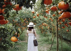 TOUR MIỀN TÂY ĐỒNG THÁP - LÀNG HOA SA ĐÉC- HAPPY LAND HÙNG THY - VƯỜN QUÝT HỒNG LAI VUNG - CHÙA LÁ SEN 1 NGÀY