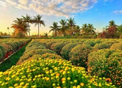 TOUR MIỀN TÂY ĐỒNG THÁP - LÀNG HOA SA ĐÉC- HAPPY LAND HÙNG THY - VƯỜN QUÝT HỒNG LAI VUNG - CHÙA LÁ SEN 1 NGÀY