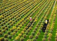 TOUR MIỀN TÂY ĐỒNG THÁP - LÀNG HOA SA ĐÉC- HAPPY LAND HÙNG THY - VƯỜN QUÝT HỒNG LAI VUNG - CHÙA LÁ SEN 1 NGÀY