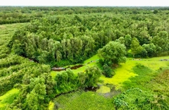 Tour Miền Tây 2N1Đ: Khám Phá Mỹ Tho - Cần Thơ | Trải Nghiệm Sông Nước Độc Đáo