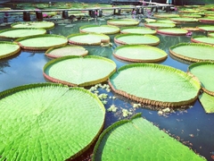 TOUR MIỀN TÂY ĐỒNG THÁP - LÀNG HOA SA ĐÉC- HAPPY LAND HÙNG THY - VƯỜN QUÝT HỒNG LAI VUNG - CHÙA LÁ SEN 1 NGÀY