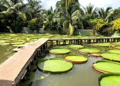 TOUR MIỀN TÂY ĐỒNG THÁP - LÀNG HOA SA ĐÉC- HAPPY LAND HÙNG THY - VƯỜN QUÝT HỒNG LAI VUNG - CHÙA LÁ SEN 1 NGÀY