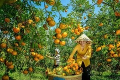TOUR MIỀN TÂY ĐỒNG THÁP - LÀNG HOA SA ĐÉC- HAPPY LAND HÙNG THY - VƯỜN QUÝT HỒNG LAI VUNG - CHÙA LÁ SEN 1 NGÀY