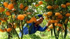 TOUR MIỀN TÂY ĐỒNG THÁP - LÀNG HOA SA ĐÉC- HAPPY LAND HÙNG THY - VƯỜN QUÝT HỒNG LAI VUNG - CHÙA LÁ SEN 1 NGÀY