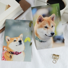 Postcard Shiba Inu
