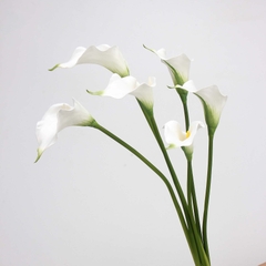 FLOWER Hoa Rum cao su 1b Trắng 6861