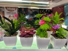 Cây xương rồng