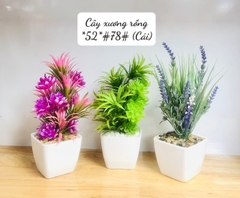 Cây xương rồng