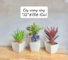 Cây xương rồng