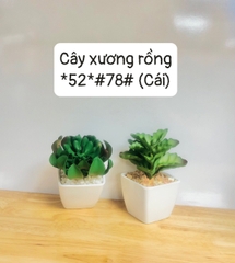 Cây xương rồng