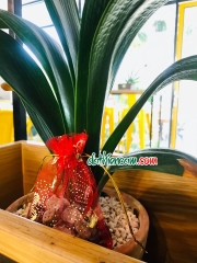 TÚI ĐỎ ĐÁ THIÊN CẦM