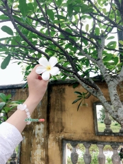 Vòng Tay Hồ Ly Thạch Anh Trắng