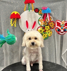 DỊCH VỤ TẮM CẠO CHO CHÓ