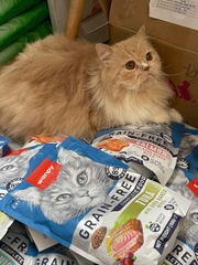 THỨC ĂN HẠT WANPY DÀNH CHO MÈO TRƯỞNG THÀNH & MÈO CON