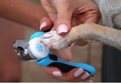 Tắm Cắt Lông Chó Mèo Dịch Vụ Lẻ Spa-Grooming