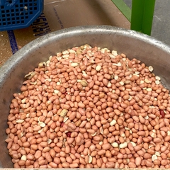 Máy Bóc Vỏ Lạc Phiên Bản Mới