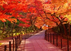 Thời điểm ngắm lá đỏ thích hợp nhất ở Nhật Bản?