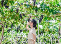 Check - in mỏi tay với vườn nho Ninh Thuận