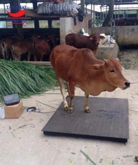 Cân trâu - Cân bò - Giá cân trâu bò