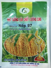 Túi giống Lúa nếp 97