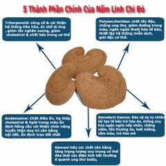 Nấm Linh Chi Đỏ Việt Nam