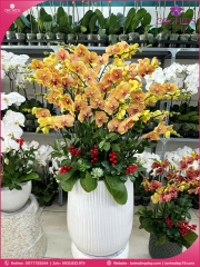 Chậu hoa lan hồ điệp cam 15 cành C93