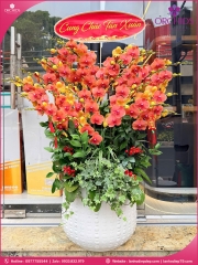 Chậu hoa lan hồ điệp cam 25 cành C94