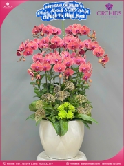 Chậu hoa lan hồ điệp cam 9 cành C85