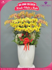Chậu hoa lan hồ điệp đa sắc 20 cành DS257