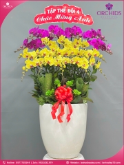 Chậu hoa lan hồ điệp đa sắc 20 cành DS258