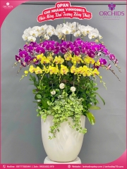 Chậu hoa lan hồ điệp đa sắc 25 cành DS262