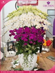 Chậu hoa lan hồ điệp đa sắc 36 cành DS271
